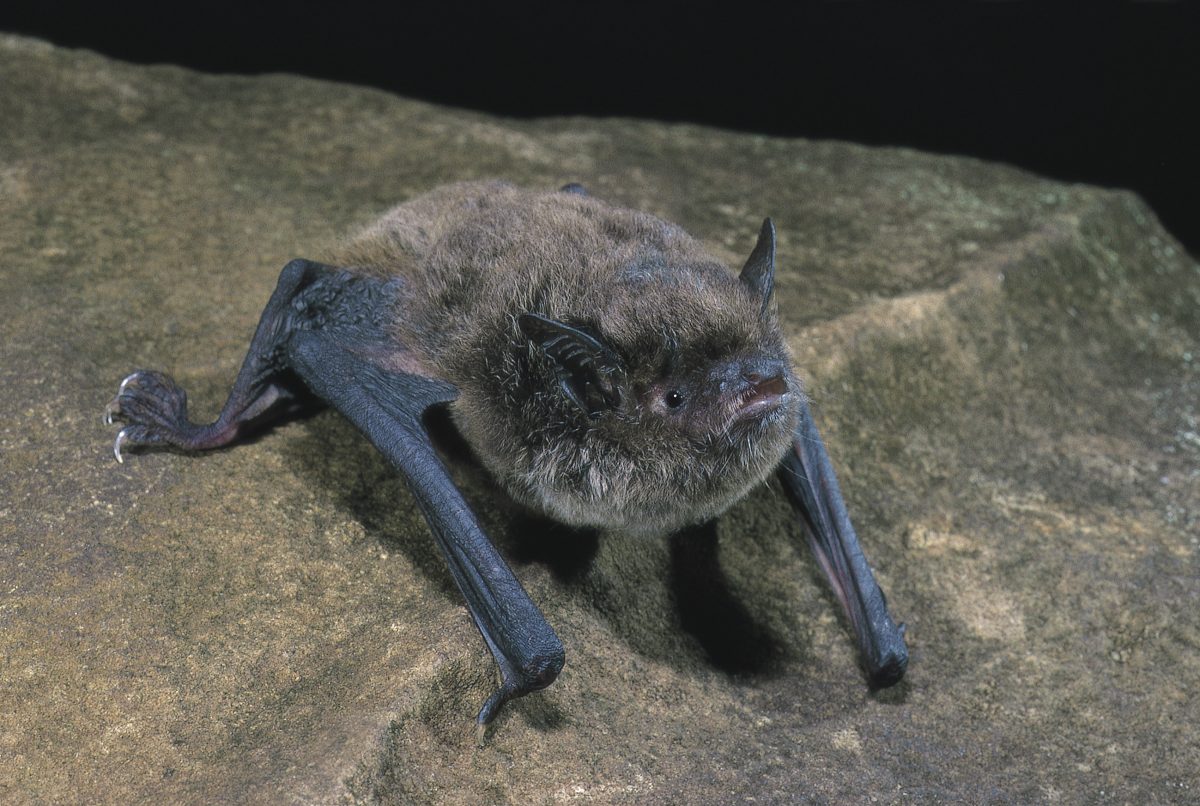 Southern Myotis microbat