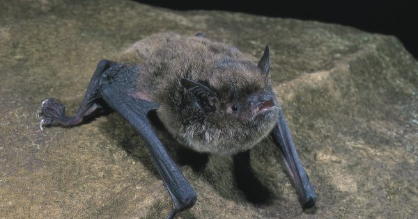 Rare big-footed microbat discovered in Illawarra