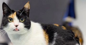RSPCA Illawarra’s Pets of the Week: Meet Brownie and Tam!