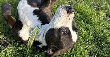 Wollongong Pet Connection's Pets of the Week: Meet Tank and Sulley!