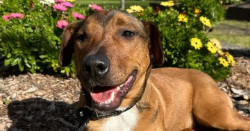 Wollongong Pet Connection's Pets of the Week: Meet Thea and Remy!
