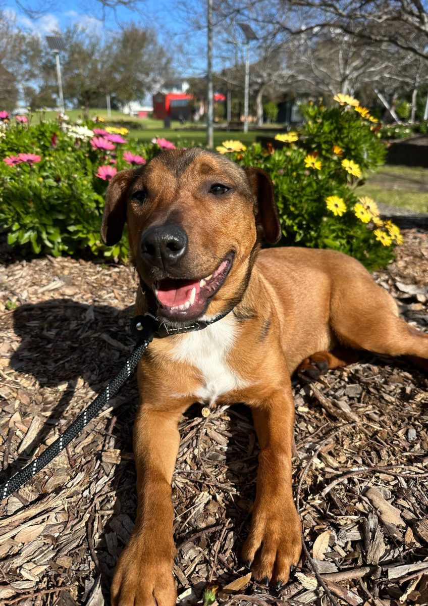 Lovable six-month-old Thea is looking for a family to teach her some new tricks!