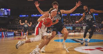 Dan Grida's back to where he loves most - at the heart of the Illawarra Hawks