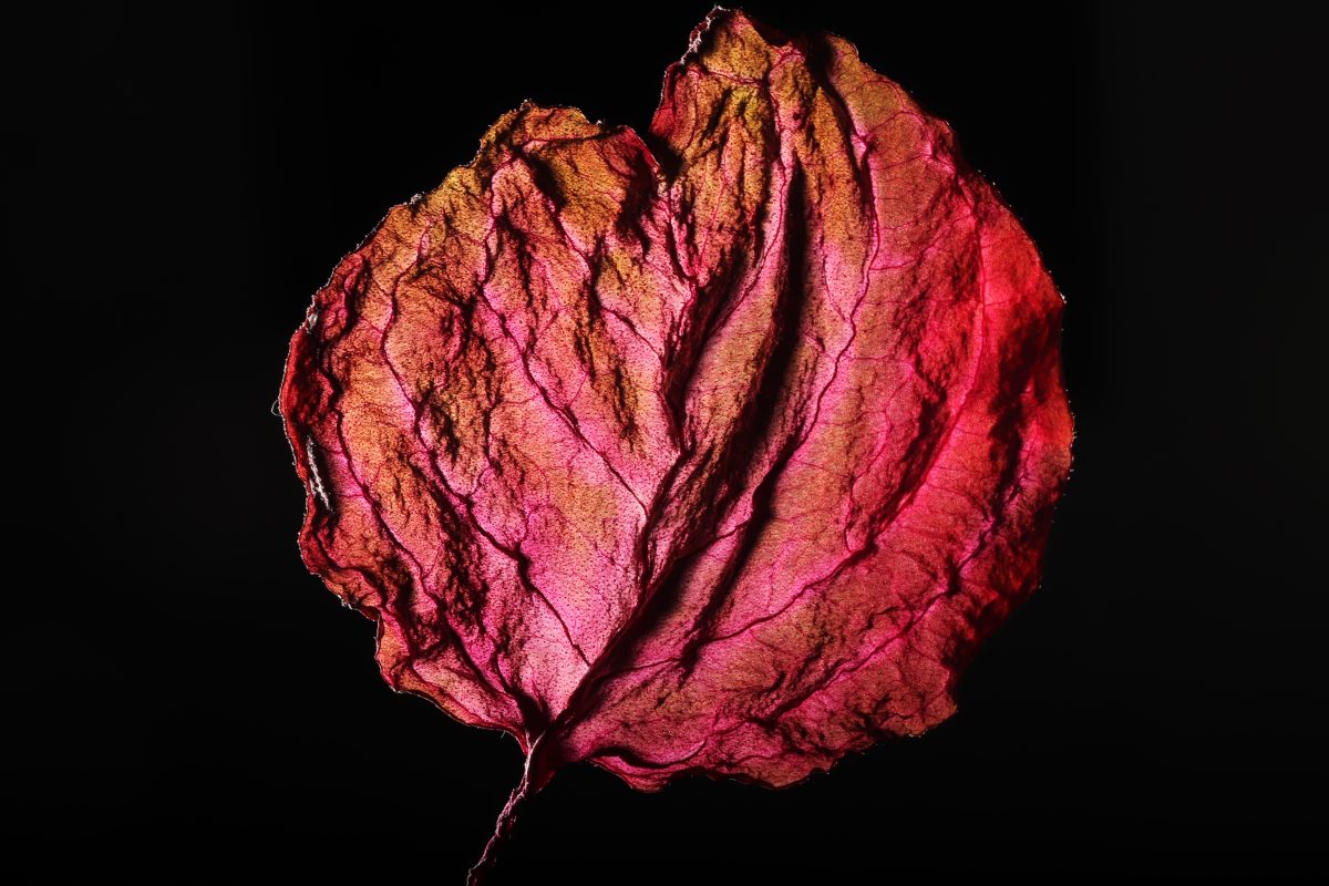 dry leaf close up