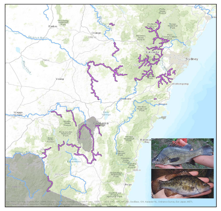Map showing fish locations