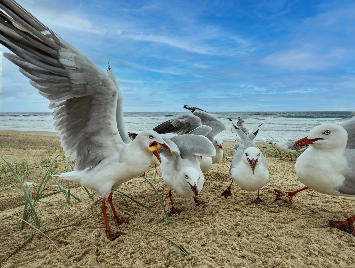 Seagulls on the beach fight over a chip