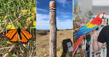 QUIZ: What type of butterfly is this? Plus 9 other questions