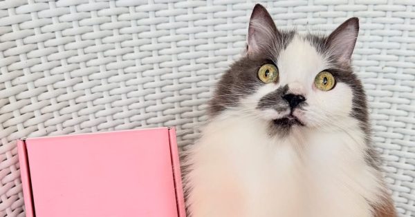 QUIZ: What do you know about cats? Plus 9 other questions