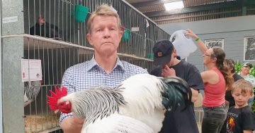 Check out some of the fine feathers on display at the 2025 Dapto Show