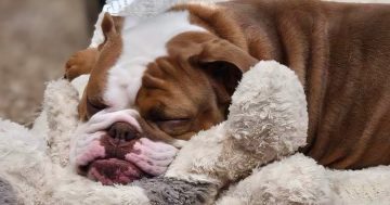 RSPCA Illawarra’s Pets of the Week: Meet Cherry and Gatsby!