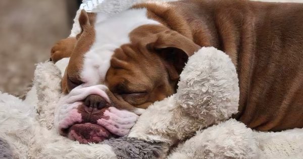 RSPCA Illawarra’s Pets of the Week: Meet Cherry and Gatsby!