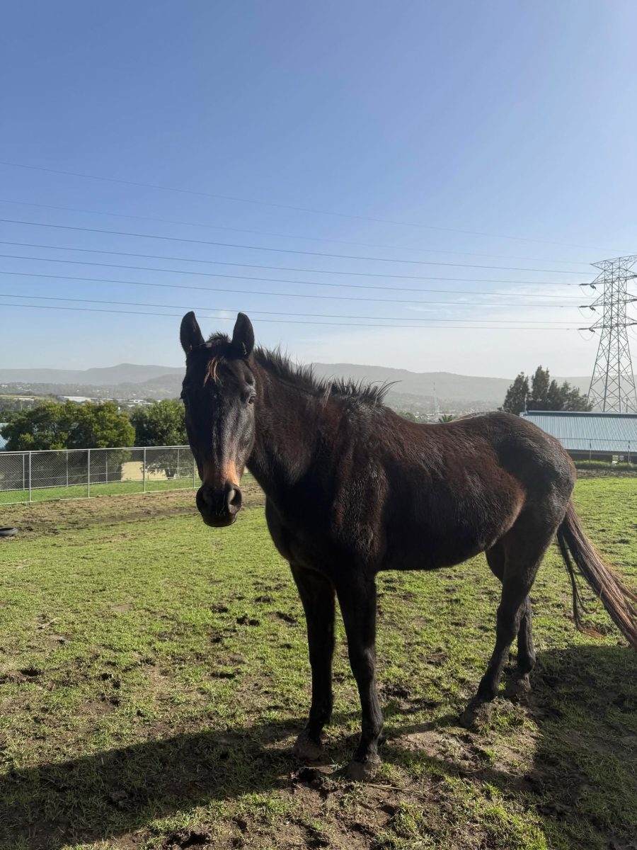 Gatsby's galloping days are over, but he still has plenty of love to offer.