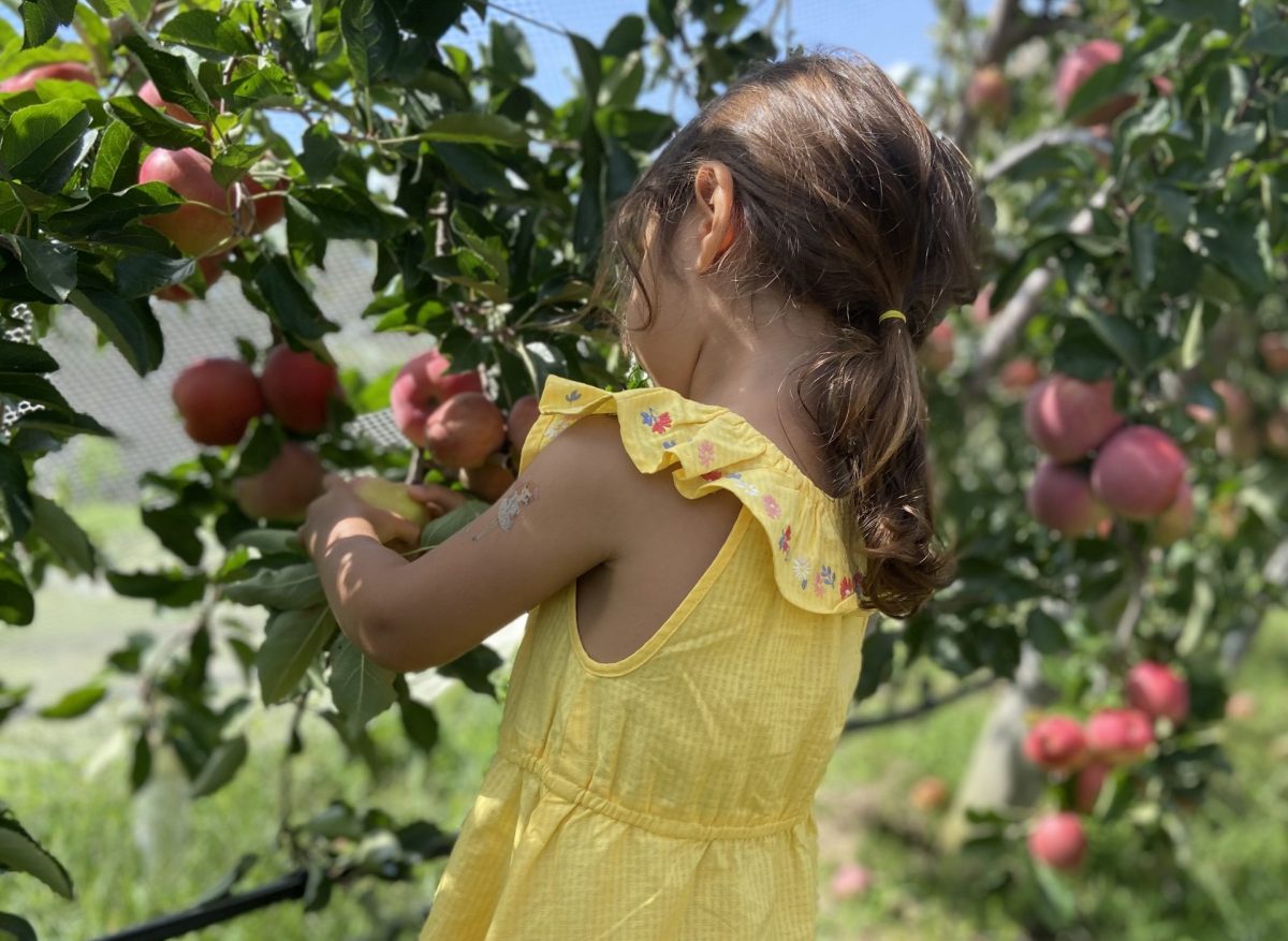 Girl picking apple at Glenbernie Orchard