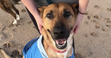 Wollongong Pet Connection's Pets of the Week: Meet Goose and Chandler!