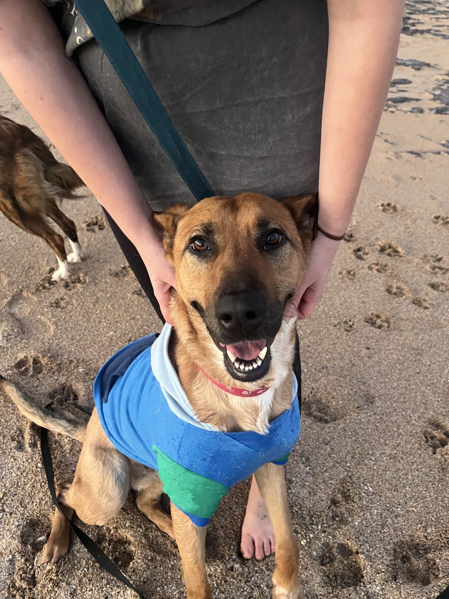 Goose loves people, dogs, crying babies and treats - not necessarily in that order.