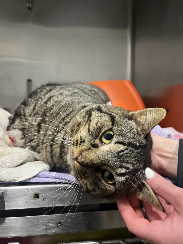 Chandler's great passions are dinner time and snuggles.