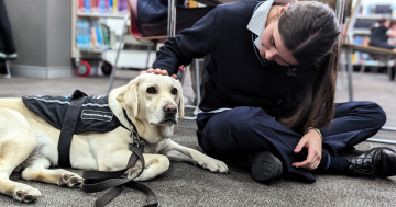 Therapy Dog Study Visit - Wollongong Library