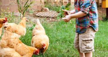 School Holidays: Chickens make great pets at Thirroul Library (ages 8+)