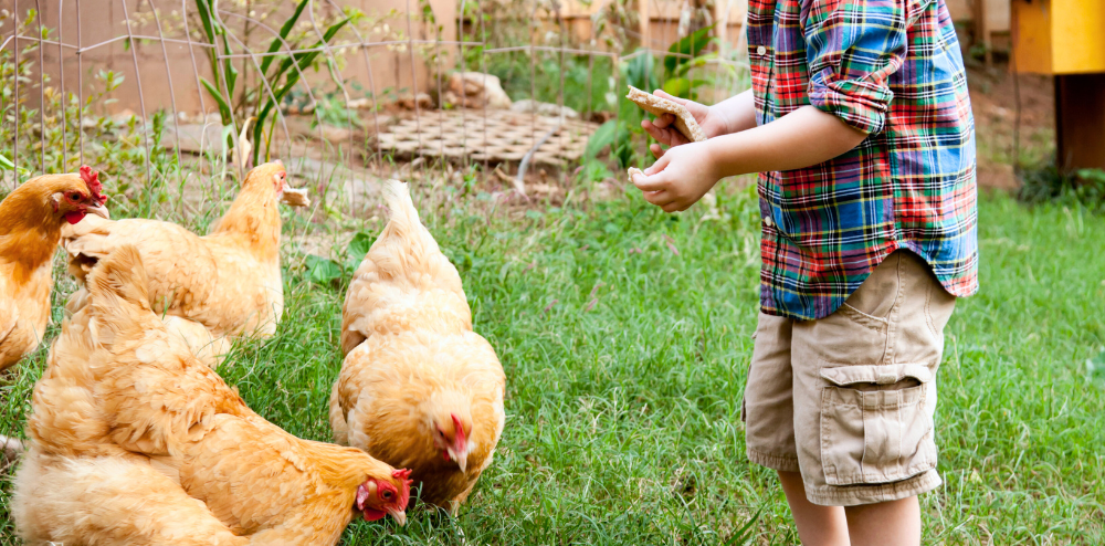 a child feeding chickens in a garden