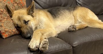 Wollongong Pet Connection's Pets of the Week: Meet Shania and Norma!