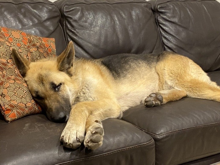 When Shania came into care she was underweight, injured and scared. Now she's learning about the finer points of life - like naps on the sofa.