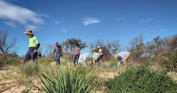 Clean Up Lake Illawarra - Primbee