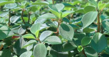 Greenplan Plant Sale