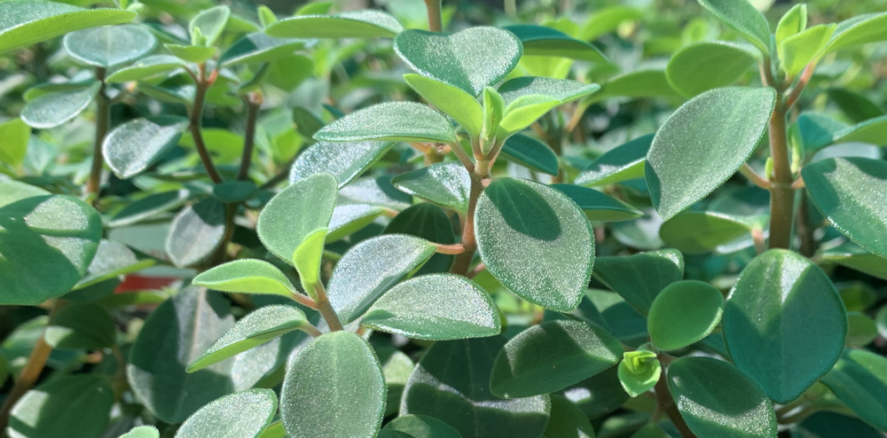 Close up of green plants