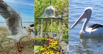 QUIZ: Why does a pelican need a pouch? Plus 9 other questions