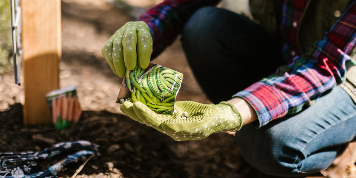 Gardening gloved hands holding a packet of Sugar Snap Pea seeds kneeling in a garden