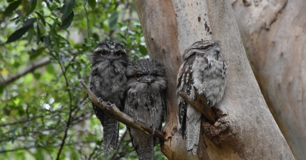 Bird-spotting Walks