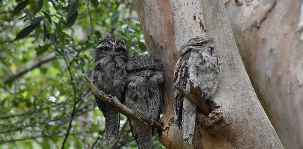 Three tawny frogmouths sitting in a tree