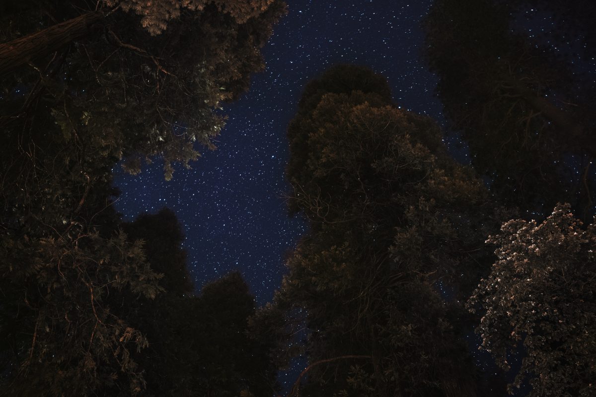 Night view of treetops at Yosemite National Park, United States