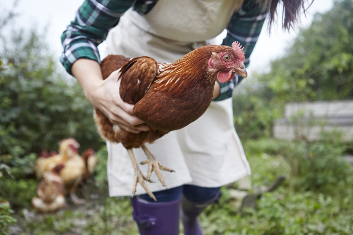 Woman on chicken farm holding chicken