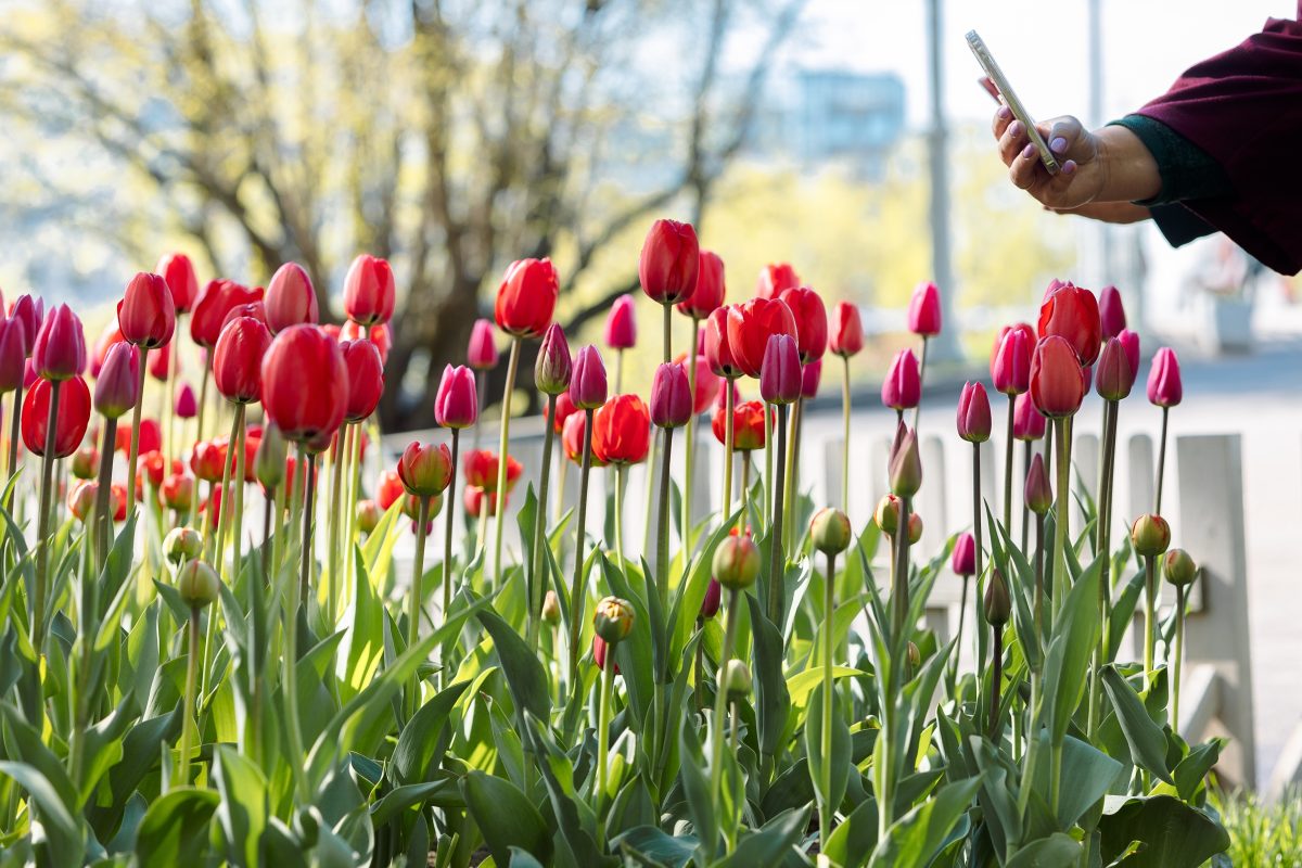 woman-s-hand-with-phone-photographing-red-tulips