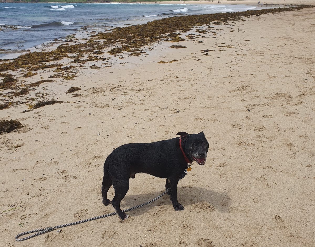 There are some changes coming to off-leash dog beaches in Wollongong. 