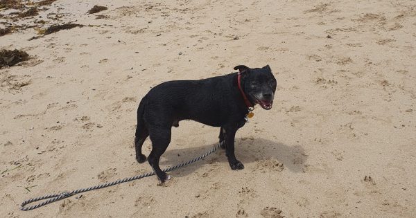 Dog access to Wollongong beaches is changing - here's how