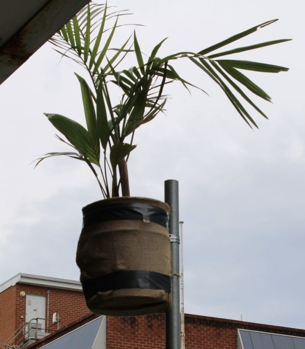 palm tree up a pole