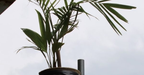 QUIZ: Why is there another palm tree up a pole? Plus 9 other questions