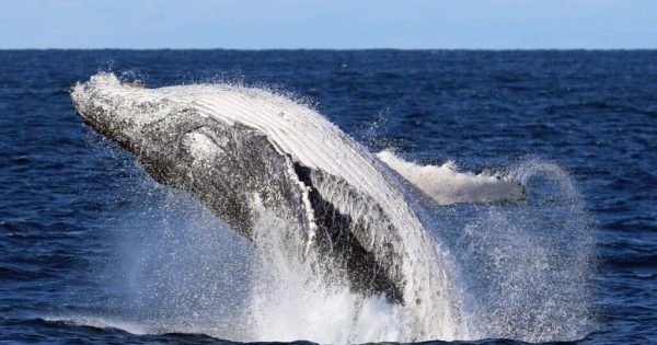 Whale Watching Cruises