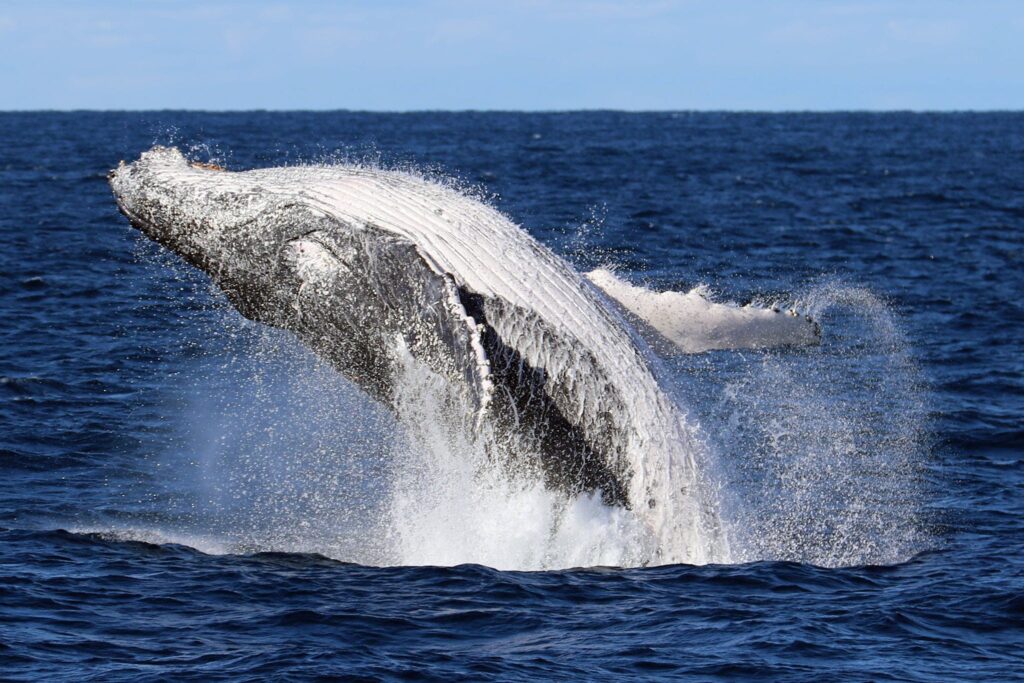 Whale jumping out of the water