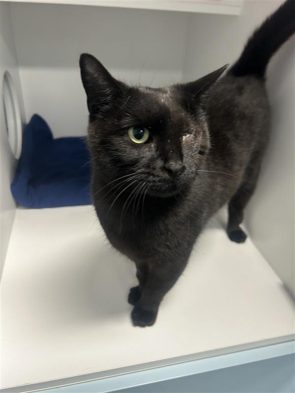 Alison is looking for a peaceful, relaxed home where her quiet personality can shine.