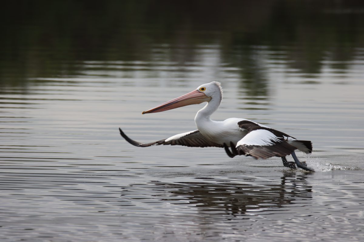 Pelican on water