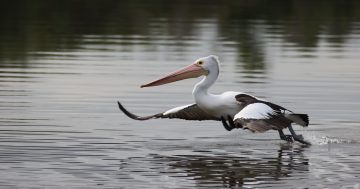 The count is on to see what kind of birds are in your backyard, park or pond