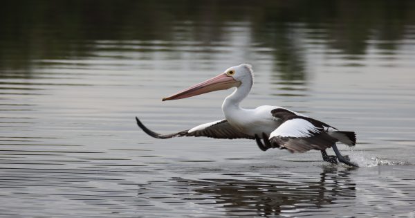 The count is on to see what kind of birds are in your backyard, park or pond