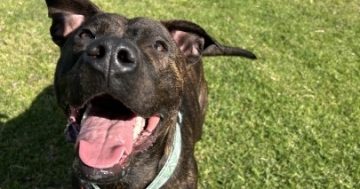 Wollongong Pet Connection's Pets of the Week: Meet Bellatrix and Carlo!