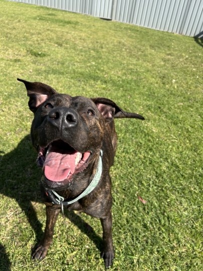 Bellatrix is pure sunshine in dog form - let her light up your life. 