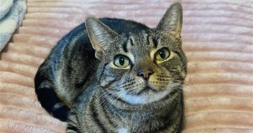 RSPCA Illawarra’s Pets of the Week: Meet Buzz and Pippa!