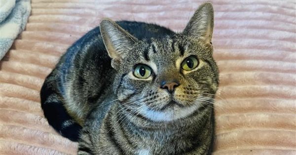 RSPCA Illawarra’s Pets of the Week: Meet Buzz and Pippa!