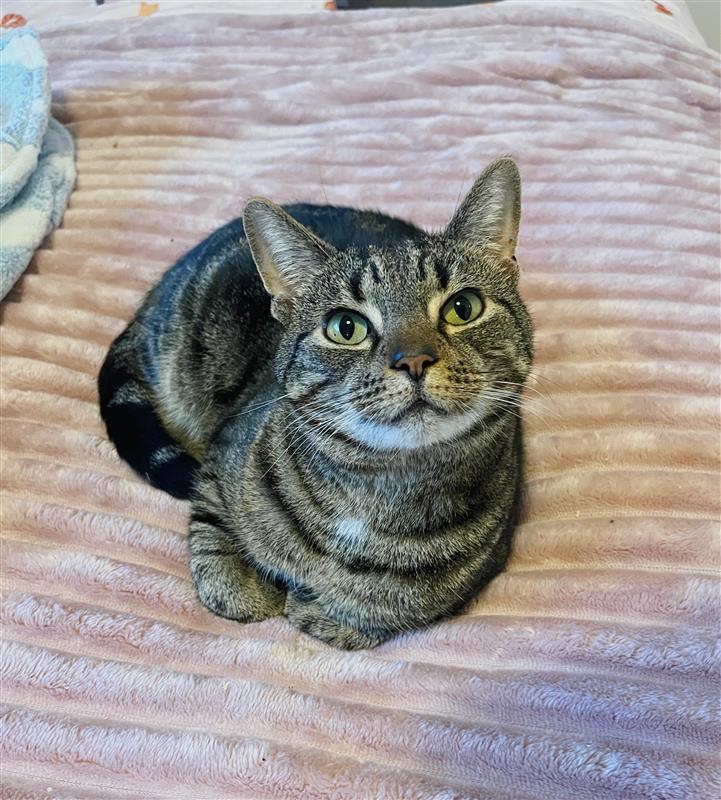 Snuggle specialist Buzz is looking for a home in need of his particular skills. 
